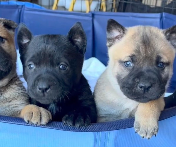 Medium Photo #1 American Bully-Chow Chow Mix Puppy For Sale in PEYTON, CO, USA