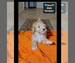 Dice - Male Havapoo Puppy for Sale - Photo #2