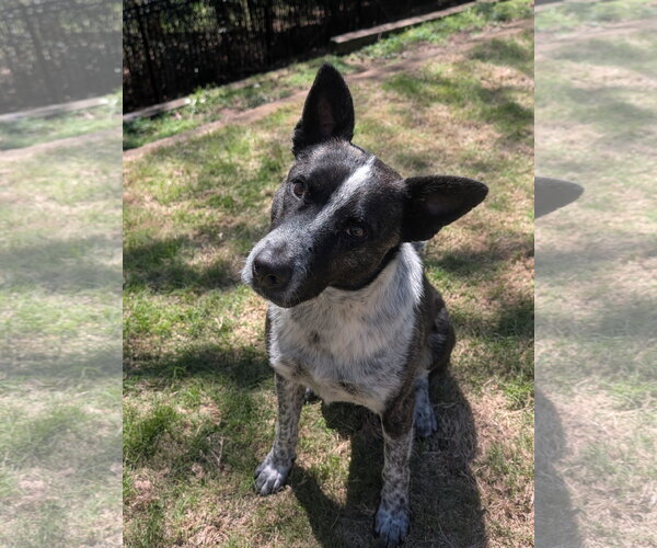 Medium Photo #2 German Shepherd Dog-Unknown Mix Puppy For Sale in Green Forest, AR, USA