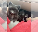Small #3 Pomeranian