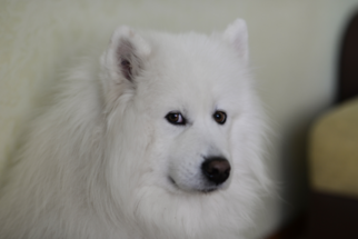 Father of the Samoyed puppies born on 07/13/2018