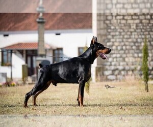 Father of the Doberman Pinscher puppies born on 07/12/2023