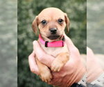 Small #2 Chiweenie
