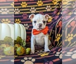 Small Photo #3 Boston Terrier Puppy For Sale in EPHRATA, PA, USA