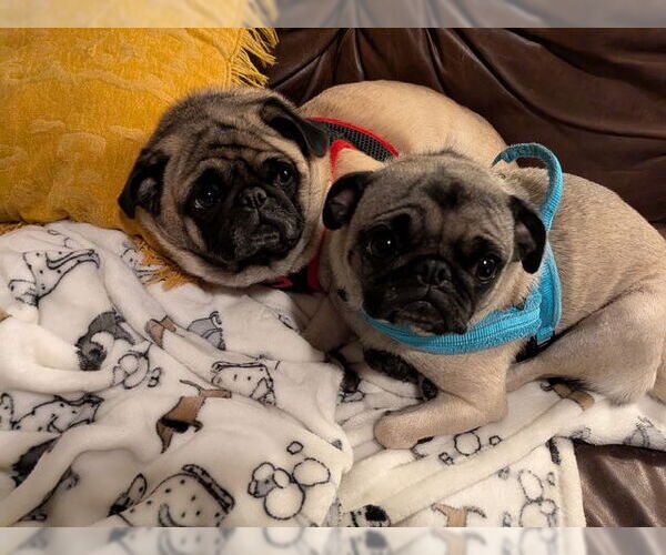 Medium Photo #4 Pug Puppy For Sale in Indianapolis, IN, USA