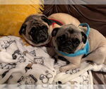 Small #3 Pug