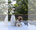 Small #7 Pembroke Welsh Corgi