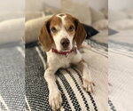 Small #7 Beagle
