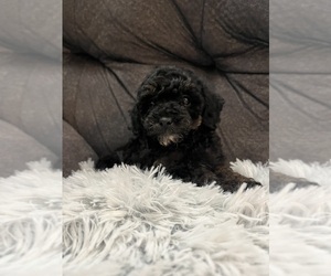 Poodle (Miniature) Puppy for sale in SAN ANTONIO, TX, USA