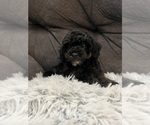 Small Photo #1 Poodle (Miniature) Puppy For Sale in SAN ANTONIO, TX, USA