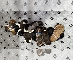 Goldendoodle Litter for sale in HOWARD CITY, MI, USA