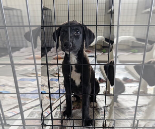 Medium Photo #1 Collie-Labrador Retriever Mix Puppy For Sale in SHERBURNE, NY, USA