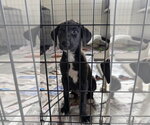 Enzo (NY-Danielle) - Male Collie-Labrador Retriever Mix Dog for Adoption - Small photo