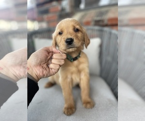 Golden Retriever Puppy for sale in PARLIER, CA, USA