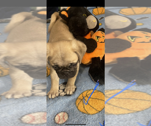 Pug Puppy for Sale in FALMOUTH, Virginia USA