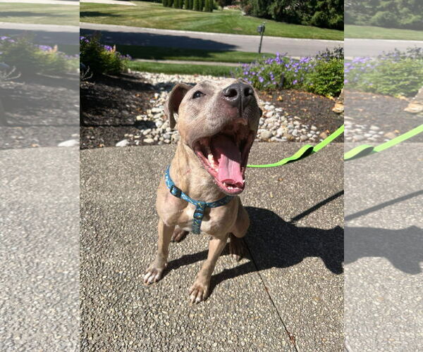 Medium Photo #8 American Pit Bull Terrier-Unknown Mix Puppy For Sale in Germantown, OH, USA