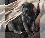 Small #1 Cane Corso