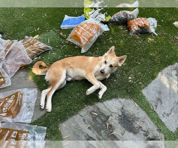 Medium Photo #2 Huskies -Unknown Mix Puppy For Sale in Dana Point, CA, USA