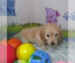 Small #4 Chiweenie-Poodle (Toy) Mix
