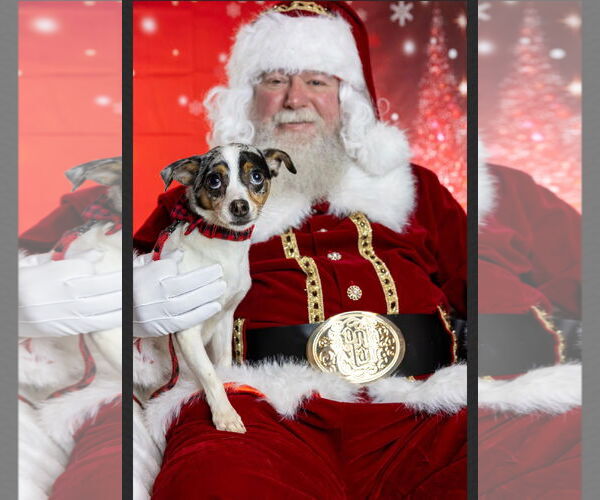 Medium Photo #2 Chihuahua-Unknown Mix Puppy For Sale in Wheaton, IL, USA