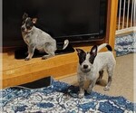 Small #9 Australian Cattle Dog