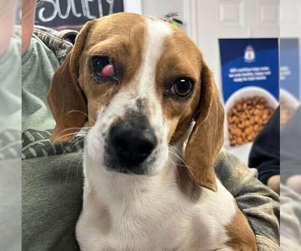 Medium Photo #1 Beagle Puppy For Sale in Bolivar, MO, USA