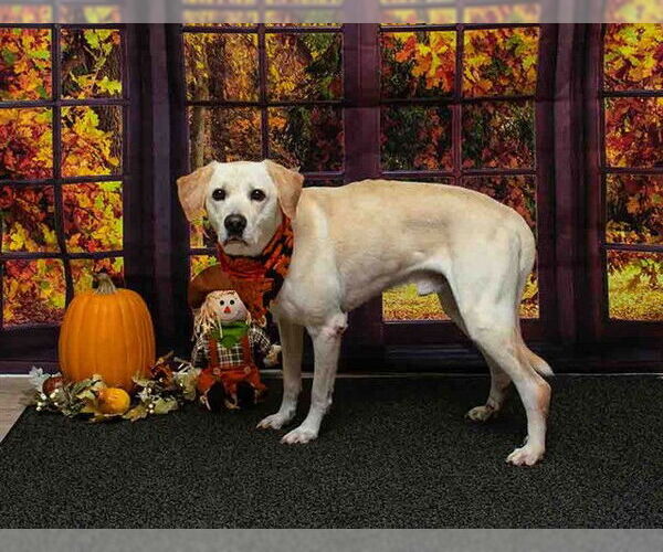 Medium Photo #1 Labrador Retriever-Unknown Mix Puppy For Sale in Sanford, FL, USA