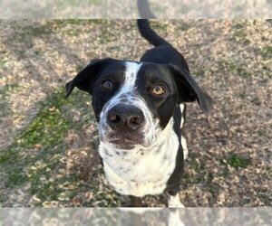 Mutt Dogs for adoption in Tulsa, OK, USA