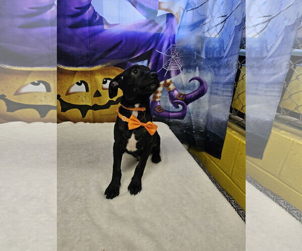 Medium Photo #2 Jack Russell Terrier-Unknown Mix Puppy For Sale in Metairie, LA, USA