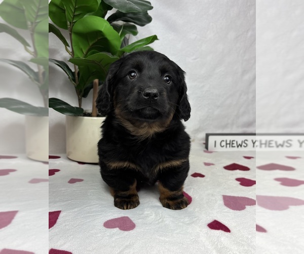Medium Photo #5 Dachshund Puppy For Sale in FRANKLIN, IN, USA