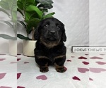 Small #4 Dachshund
