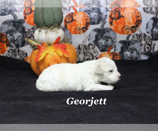 Medium Photo #4 Poodle (Toy) Puppy For Sale in CHANUTE, KS, USA