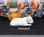 Small #3 Poodle (Toy)