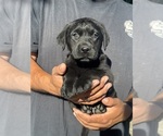Small #2 Labrador Retriever