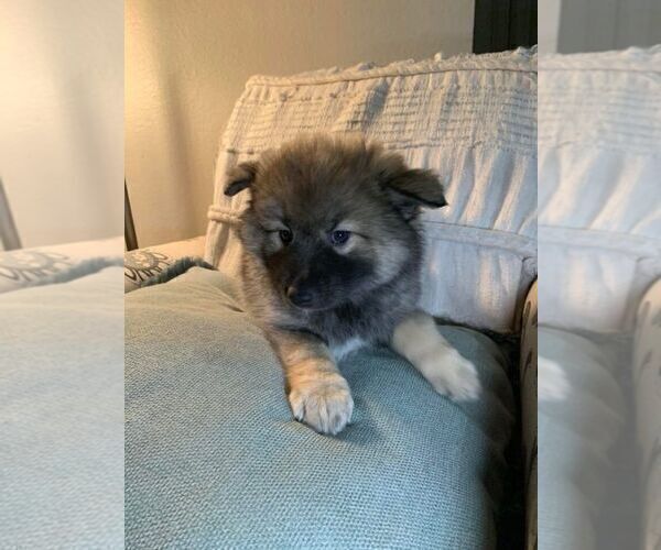 Medium Photo #8 Pomsky Puppy For Sale in OAK HARBOR, WA, USA