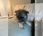 Small Photo #8 Pomsky Puppy For Sale in OAK HARBOR, WA, USA