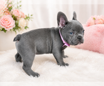 Small #2 French Bulldog
