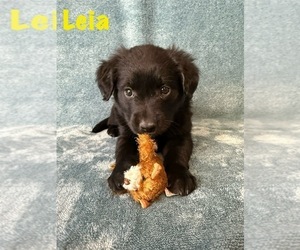 Medium Golden Retriever-Miniature Australian Shepherd Mix