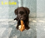 Puppy Princess Leia Golden Retriever-Miniature Australian Shepherd Mix