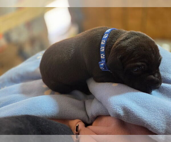 Medium Photo #7 American Pit Bull Terrier Puppy For Sale in CHARLOTTE, NC, USA