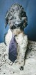 Small Photo #1 Aussiedoodle Puppy For Sale in DOGWOOD CITY, TX, USA