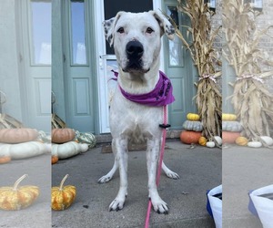 Gigi - Female Labrador Retriever-Unknown Mix Dog for Adoption - Photo #3