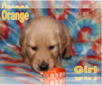 Small Photo #2 Golden Retriever Puppy For Sale in PORTAGE, WI, USA