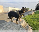 Small #8 Chihuahua
