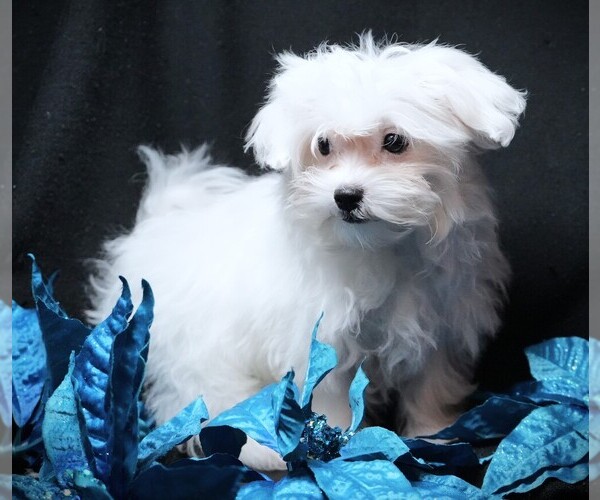 Medium Photo #2 Maltese Puppy For Sale in ROCK VALLEY, IA, USA