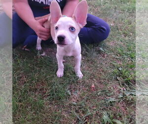 Chihuahua-Unknown Mix Dogs for adoption in New London, WI, USA