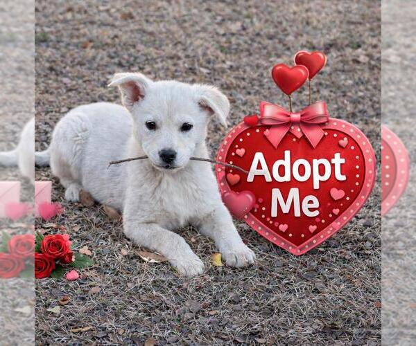 Medium Photo #2 Shiba Inu-Unknown Mix Puppy For Sale in Yardley, PA, USA