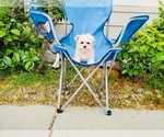 Small Photo #4 Maltese Puppy For Sale in SANTA CLARITA, CA, USA