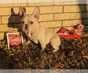 French Bulldog Puppy for sale in DURANT, OK, USA