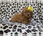 Small #6 Cavapoo (Miniature)